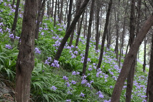 林间紫花绽放的自然美景