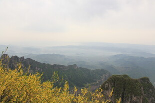 山间黄花与朦胧远景