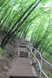 竹林中的石阶步道