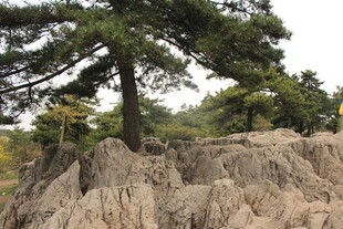 奇特地貌中的挺拔松树