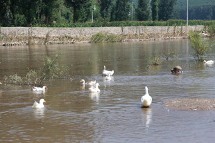 池塘中悠然戏水的鹅群