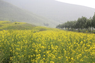 金黄油菜花田的田园风光