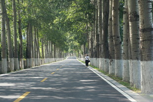 林荫大道上的骑行者