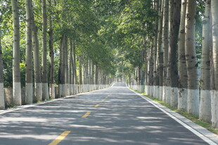林间静谧公路