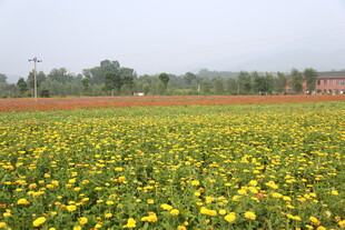 金黄灿烂的大片菊花田
