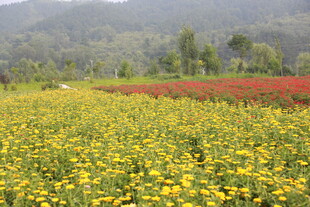 金黄花海中的绚烂色彩