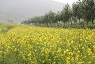 金黄油菜花田与绿树美景