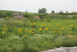 田野中的灿烂向日葵花海