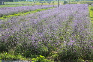 紫色薰衣草田的美丽景致