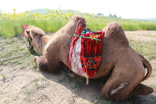 草原上休憩的装饰骆驼