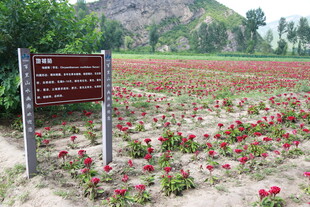 罂粟种植地标牌