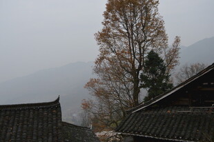 古村秋景 屋舍与孤树