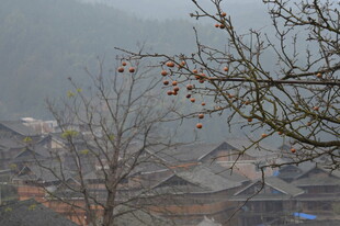 雾中村落 枝头残果景象