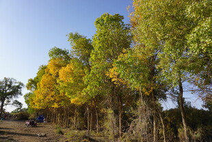 秋日林间小道的绚丽风景