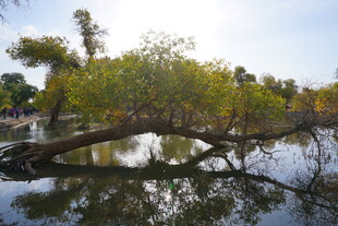 水中倾斜树木的自然景致
