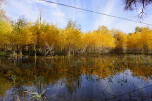 秋日湖畔金黄树林倒影