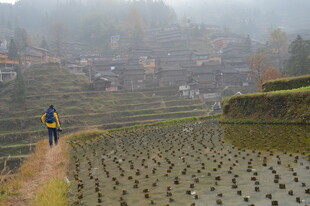 雾中稻田的独行者