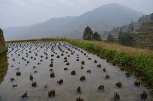 雾中水田秧苗初种景象