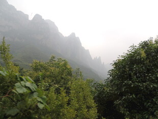 山间绿植与朦胧远山