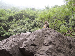 岩石上的猴子与茂密丛林