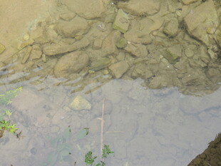 水底的岩石与绿色植物