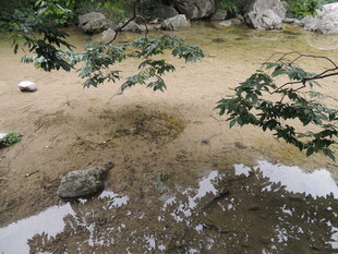 静谧庭院水景绿植景观