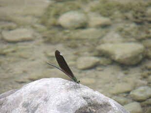 溪边石上的优雅豆娘