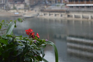 江边绽放的艳丽红花