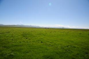 广袤绿野 蓝天相映成趣