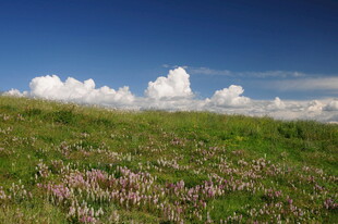 草原花海 蓝天白云美景