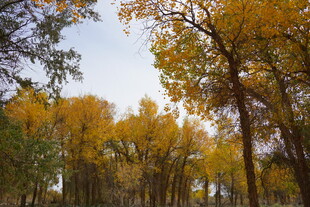 秋日金黄树林美景