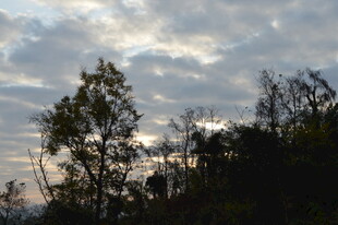 黄昏时分的树林与天空