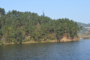 湖畔葱郁树林美景