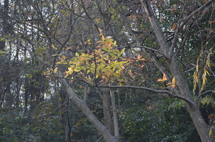 秋日林间的一抹金黄树叶