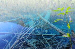 水下植物与交错枝干景观