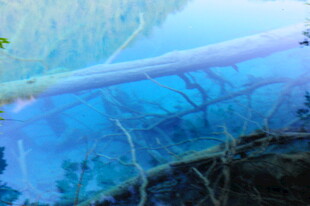 水下的枯木美景