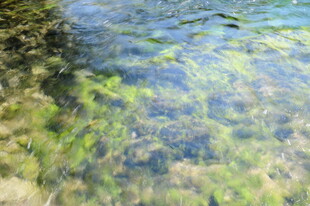 清澈水底的绿色水草景观