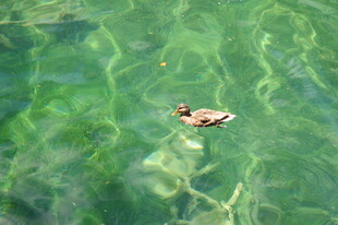 水中漂浮的彩色物件