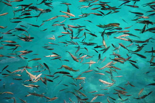 海洋中群游的缤纷小鱼