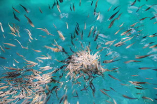 海底鱼群大聚集