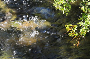 潺潺溪流边的翠绿枝叶