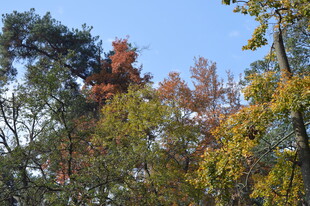 秋日多彩树林景观