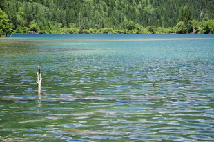 宁静碧绿湖水与岸边树林