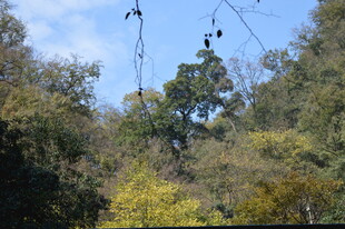 林间树梢上的天空一角