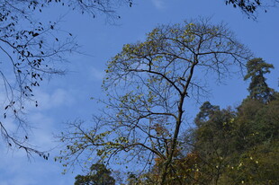 蓝天映衬下的繁茂树木