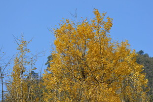 秋日金黄树木 蓝天背景