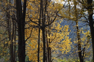 秋日金黄树林美景
