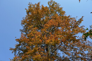 秋日金黄树冠映蓝天