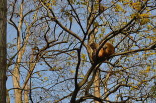 树上栖息的鸟儿