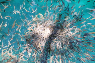 水下光影中的斑斓鱼群